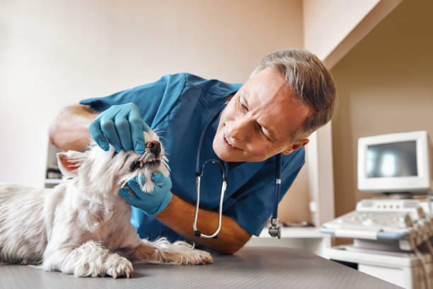 Best Emergency Root Canal Treatment in Shelburn, IN